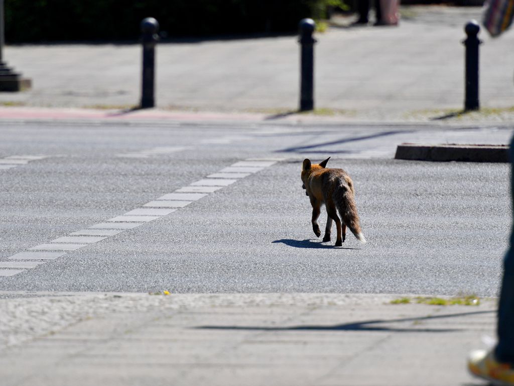 Ein Fuchs läuft über die Straße