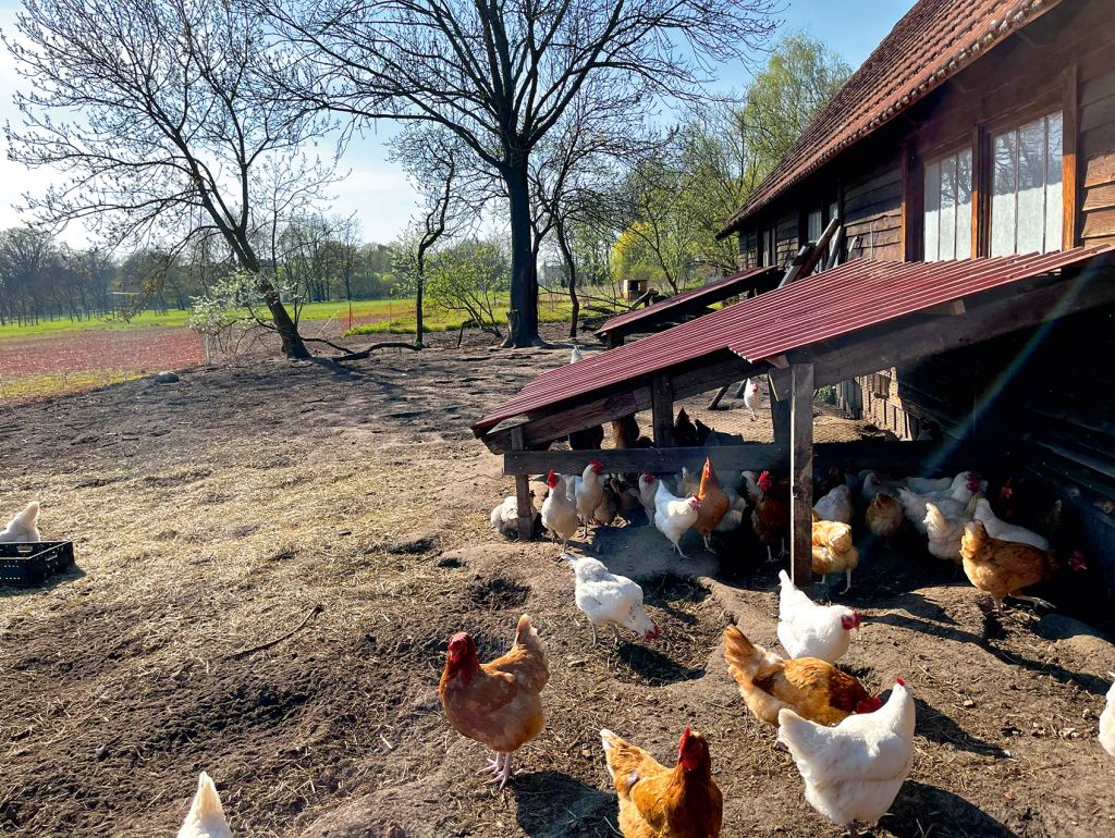 Hühner vor einem Stall auf einer Freifläche