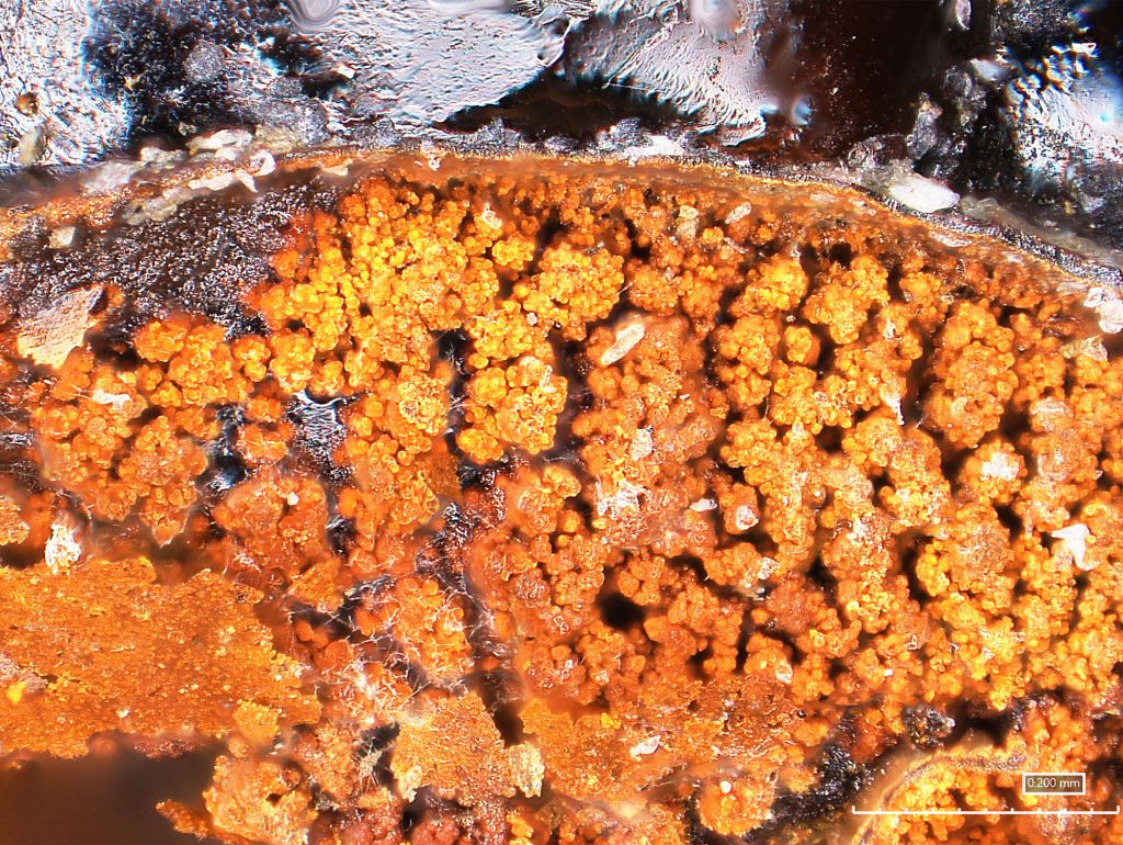 Mikroskopaufnahme de Klebstoffes, sieht aus wie Bernstein mit Luftbläschen