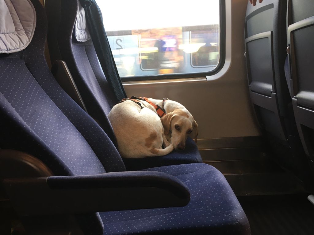 eine hündin sitzt zusammengerollt auf einem Sitz in der Bahn