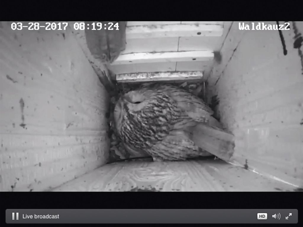 Ein Kauz beobachtet durch eine Webcam in eriner Vogelunterkunft