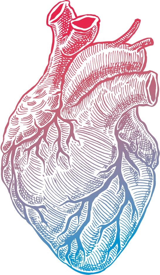 Zeichnung eines Herzens in Rot und Blau