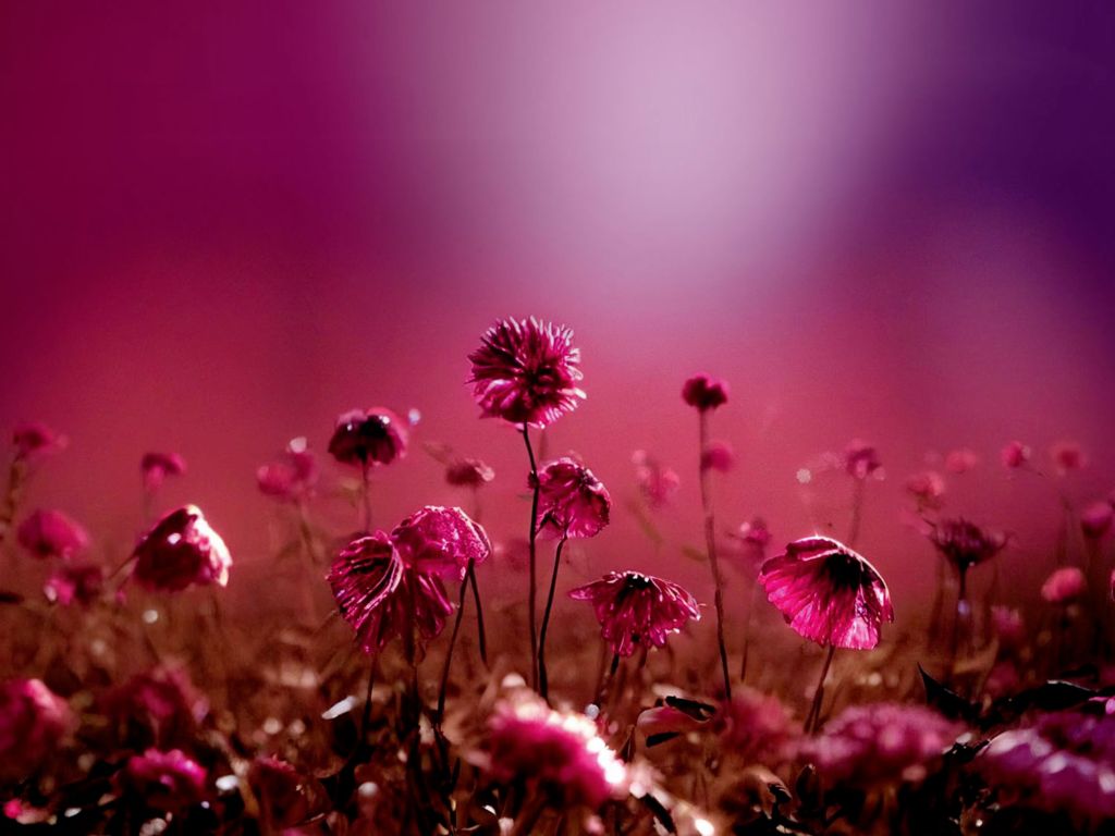 Blumen im purpurnen Licht
