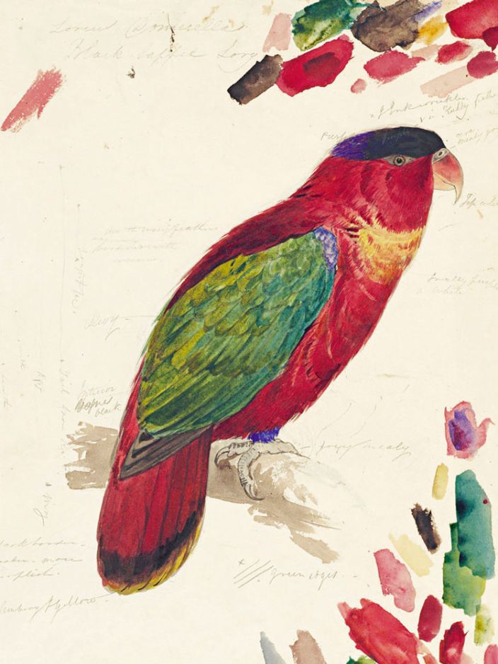 Papageien Zeichnung