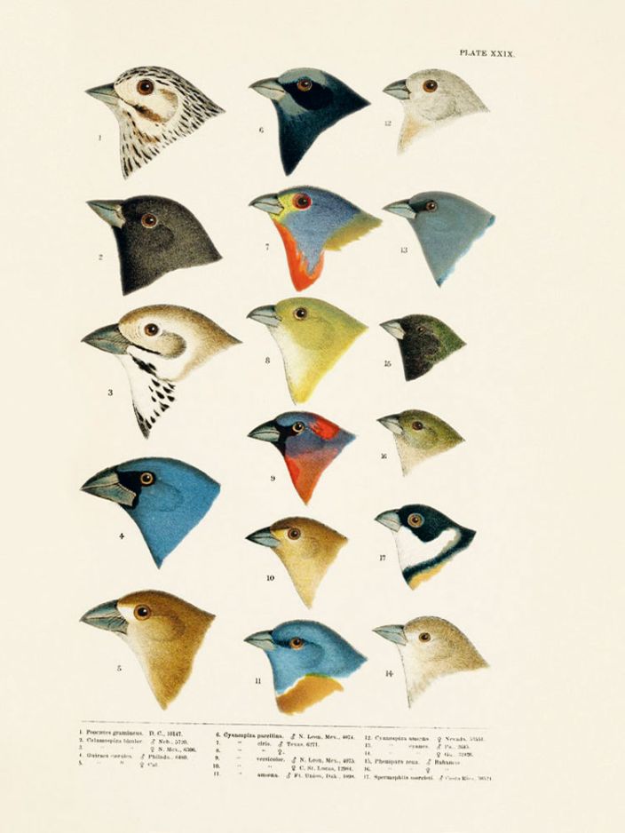 Verschiedene Vogelköpfe gezeichnet