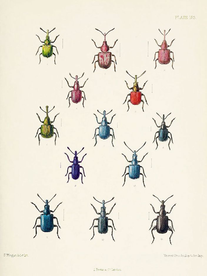 verschiedene Käfer gezeichnet