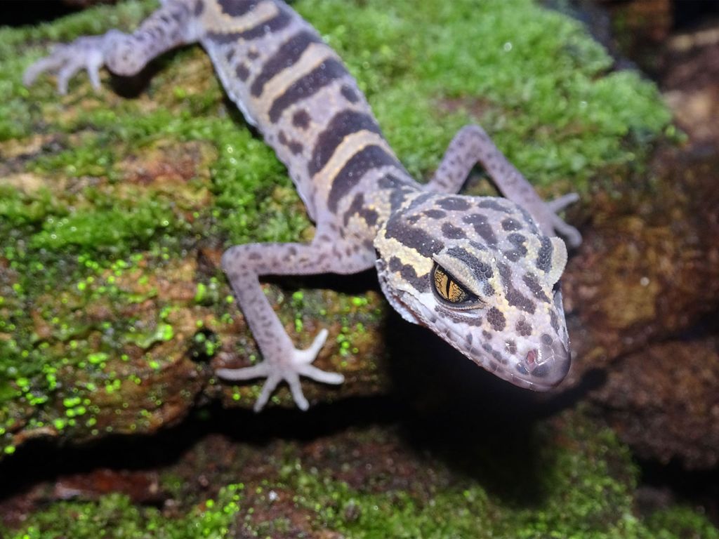 Ein Gecko auf einem moosbewachsenem Stein 